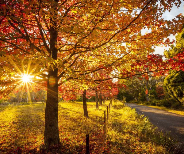 Autumn